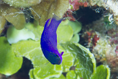 Gramma melacara