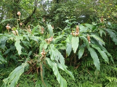 Alpinia kusshakuensis