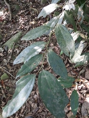 Cryptocarya chinensis