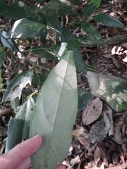 Cryptocarya chinensis