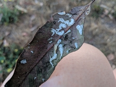 Eucalyptolyma maideni