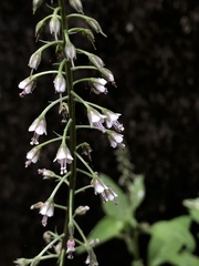Lysimachia decurrens