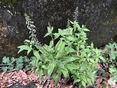 Lysimachia decurrens