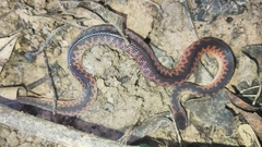 Xenopholis undulatus