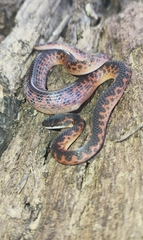 Xenopholis undulatus