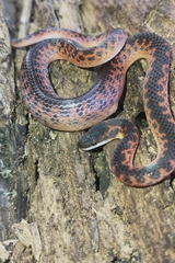 Xenopholis undulatus