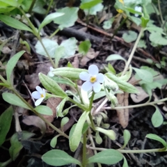 Memoremea scorpioides
