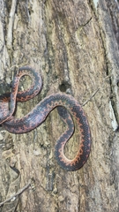 Xenopholis undulatus