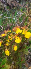 Cyrtochilum aureum