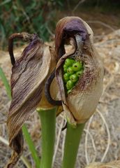 Arum palaestinum