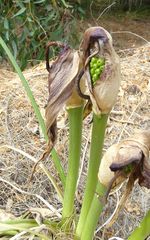 Arum palaestinum