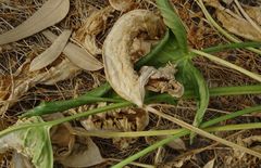 Arum palaestinum