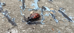 Astylini