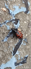 Astylini