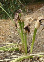 Arum palaestinum