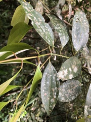 Cinnamomum insularimontanum