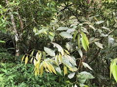 Cinnamomum insularimontanum