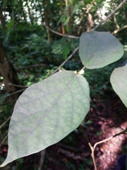 Ficus erecta beecheyana
