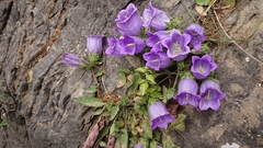 Campanula alpestris