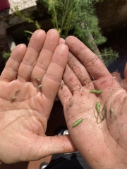 Brachylomia viminalis