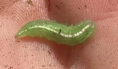 Brachylomia viminalis