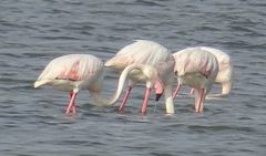 Phoenicopterus roseus