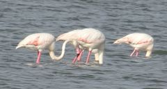 Phoenicopterus roseus