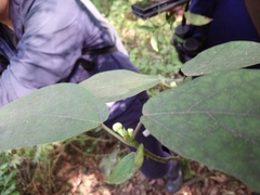 Ficus erecta beecheyana