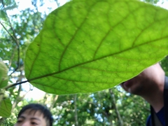 Ficus erecta beecheyana