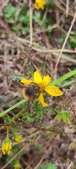 Bombus butteli