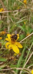 Bombus butteli