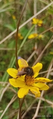Bombus butteli