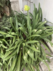 Agapanthus caulescens