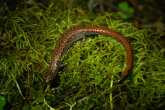 Batrachoseps wrighti