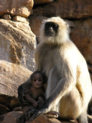 Semnopithecus entellus