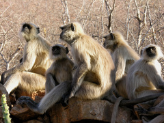 Semnopithecus entellus