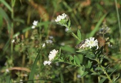 Lasiosiphon calocephalus
