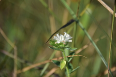Lasiosiphon calocephalus