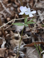 Cardamine altaica