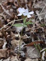 Cardamine altaica