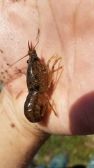 Procambarus seminolae
