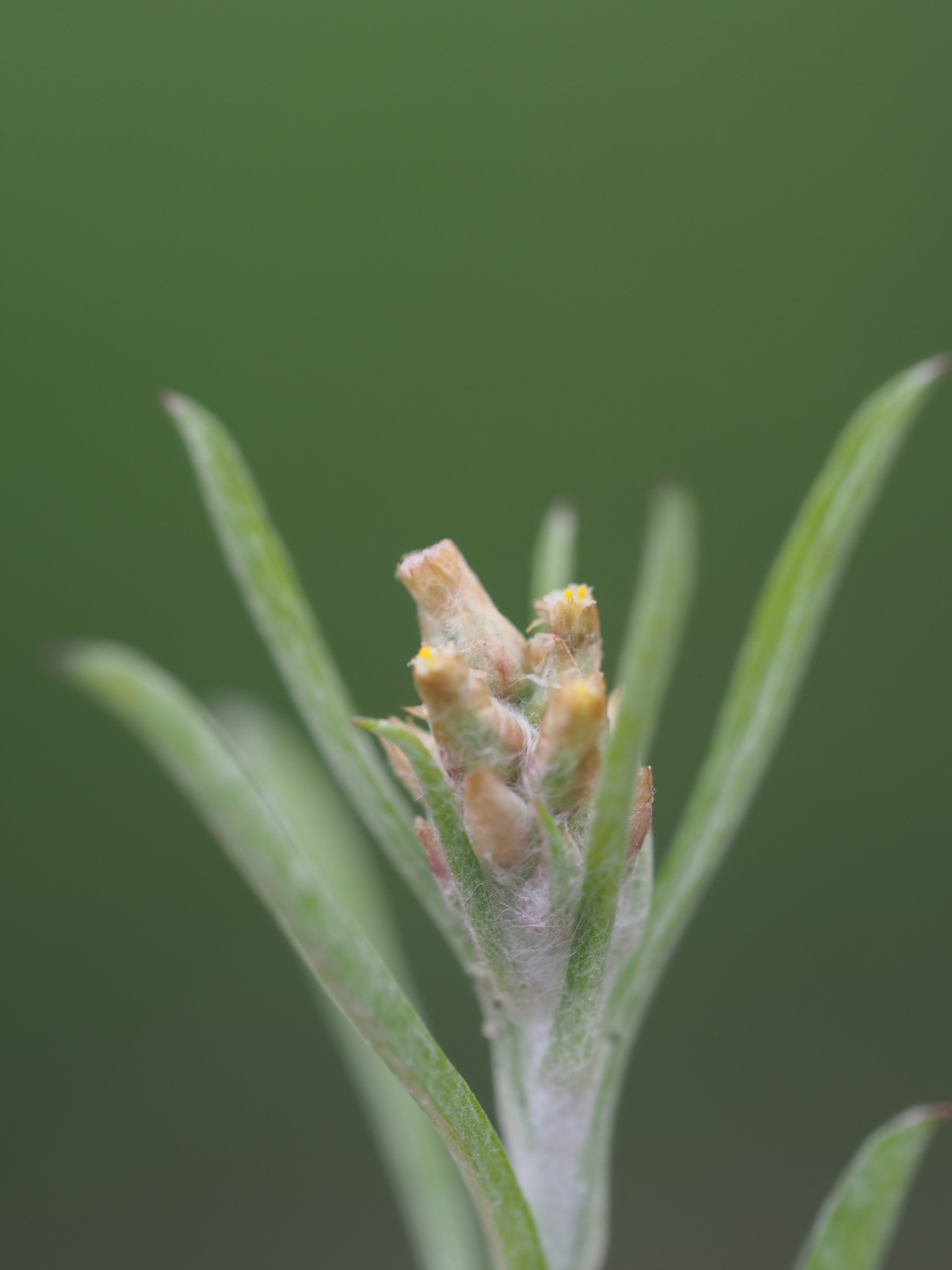 Gamochaeta calviceps