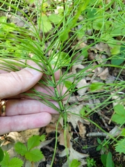 Equisetum pratense
