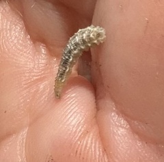 Lapposyrphus lapponicus