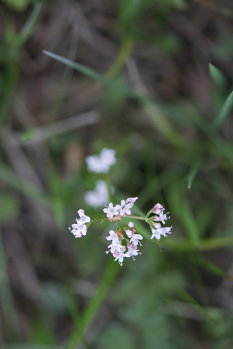 Marsh valerian (Valeriana dioica)