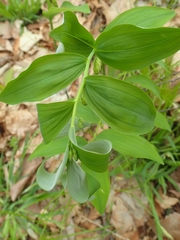 Polygonatum pubescens