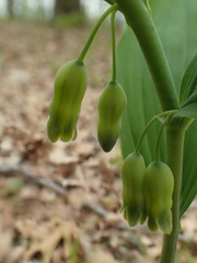 Polygonatum pubescens