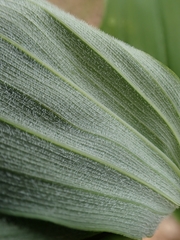 Polygonatum pubescens