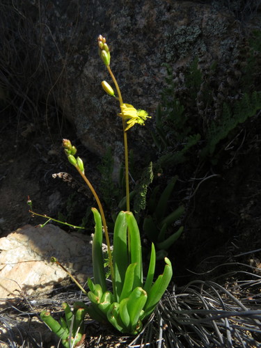 Bulbine rupicola