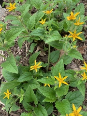Chrysogonum